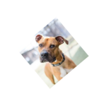 boof.png