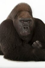 western-lowland-gorilla_01_2x3.jpeg.jpg