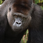 dwct_adoptions_gorillas.jpg