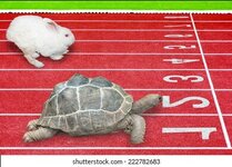 hare tortise.jpg