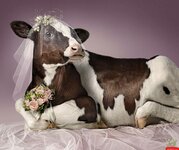 Funny-Cow-In-Wedding-Dress.jpg