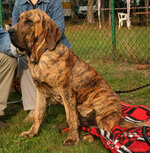 Fila-Brasileiro-4017265689.jpeg