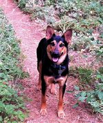 Buddy on Trail portrait.jpg Buddy on Trail portrait.jpg