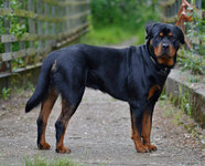 rottweiler-photo-8-898307080.jpg