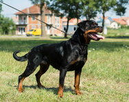 Rottweiler-female-duma-FP_2.jpg