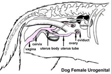 Dog-_female_urogenital_cartoon.jpg