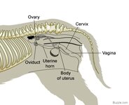 female-dog-reproductive-anatomy.jpg