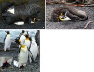 image_king_penguin.jpg