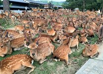 nara-deer-park-japan-kyoto-japanese-shika-gathering-museum-summer-annual-visit-tourists-touris...jpg