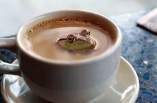 coffee_frog2.jpeg
