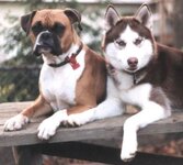 f609a31dde6bfdf8b2c94fcf0887174a--boxer-love-wolf.jpg