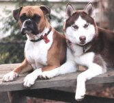 f609a31dde6bfdf8b2c94fcf0887174a--boxer-love-wolf.jpg