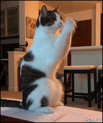 Funny Cat GIF • Begging cat. Please can we go for our walk now Dad please.gif