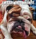 meme-buddy the bulldog meme picture petrage5d937c3d20954.jpg