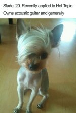dog-bio-memes-white-chihuahua-with-side-fringe-hair-style.jpg