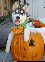 husky-in-pumpkin-2.jpg