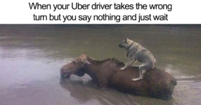 animals-using-uber-memes-fb8.png
