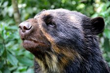 spectacled-bear.jpg