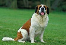 Saint-Bernard.jpg