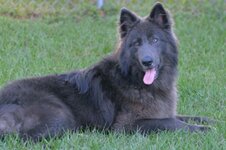 blue-bay-shepherd.jpg