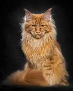 biggest-maine-coon-cat-photography-robert-sijka-9.jpg