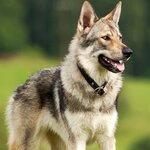 czechoslovakian-wolfdog.jpg
