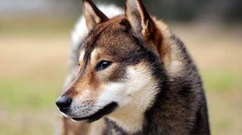 Shikoku-Inu3.jpg