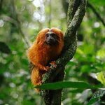 A Bridge for Tamarins - The New York Times