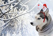 winter-background-portrait-dog-knitted-scarf-santa-claus-decorations-husky-dog-rim-his-head-20...jpg