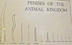 1985_Jim Knowlton_Penises of the Animal Kingdom.jpg