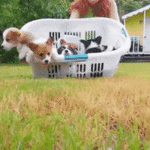 200w.gif