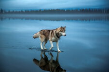 dog-animals-siberian-husky-water-wallpaper-preview.jpg