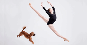 ballet-dogs.png