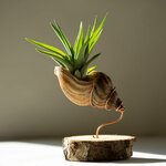 What to do with Seashells_ 10 Creative Ideas You Haven't Seen Yet! -.jpeg