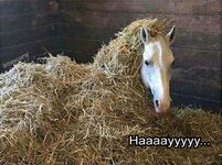hay-edabmomy-нааааууууу.jpeg