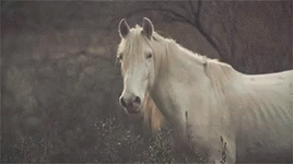 8183bd6d8e5d9e9fe04e21ed3f98e7f9.gif