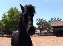 icegif-831.gif