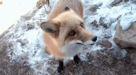 fox-0111.gif