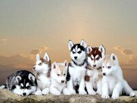 0840b6bf4331f9ef58718b64514ac61f--cute-husky-puppies-husky-pups.jpg