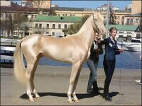 Словно отполирована золотом_ Самая редкая, красивая порода лошадей на грани вымирания.jpeg