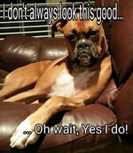 3dfb40c9a5ffe7a5d21e3f41efeb9562--boxer-dog-quotes-yoga-dog.jpg