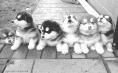 husky-puppies-on-the-porch-in-this-gif.gif