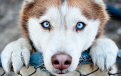HD-wallpaper-husky-dog-close-up-cute-animals-dog-with-blue-eyes-brown-husky-bokeh-pets-siberia...jpg