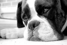 miketea88-sad-boxer-dog_u-l-q1k8mc20.jpg