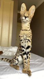 Serval Cat Pet.png