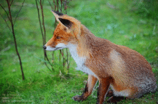 fox-cute-25426.gif