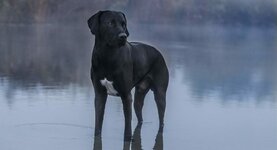 great-dane-lab-header-1024x556.jpg