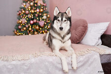 christmas-husky-dog-hotel-concept-1925426.jpg