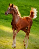 cute-brown-foal-paint-by-number.jpg