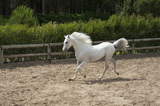 horse-white-beautiful-barn-preview.jpg